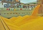 Safra de soja pode alcançar recorde com 178 milhões de toneladas