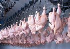 Frango vivo e abatido: evolução e relação de preços em 2024 e 2025