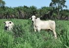Abates de bovinos em MT recuam 10,5 porcento em nov/25, aponta Imea