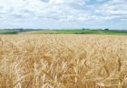 Leilões de apoio ao escoamento de arroz e trigo são marcados para o dia 22
