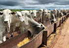 Apta Colina lança Projeto TIP Brasil para mapear a terminação intensiva a pasto