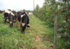 Emater/RS: estresse térmico e transição de pastagens marcam cenário da produção de leite