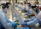 Agroindústria cresce 0,8% em outubro e zera perdas no acumulado de 2025