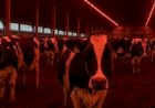 Iluminação inteligente: como a luz vermelha impacta o período seco?