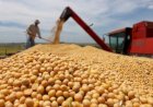 Aprosoja MT comemora saída de tradings da Moratória da Soja e reforço à segurança jurídica