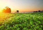 Percevejo-marrom ameaça produtividade da soja