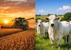 Cotações Agropecuárias