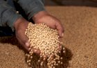 Mercado da Soja exige decisão técnica para proteger a margem
