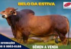 Preços da carne seguem firmes no início de 2026