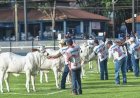 Expoinel Minas deverá ter número recorde de animais