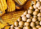 Cotações Agropecuárias