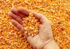 Preços do milho seguem em queda no Brasil e no mercado externo, diz Cepea