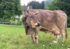 Vaca surpreende pesquisadores ao usar objeto de forma estratégica