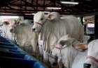 Animais da Expoinel Minas começam a chegar ao Parque Fernando Costa