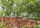 Plano estadual fortalece silvicultura e amplia base de florestas plantadas em Goiás