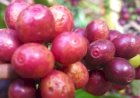 Mercado de café tem semana de ajustes e cautela