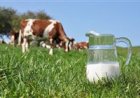 Faec amplia fertilização in vitro no gado leiteiro do Ceará