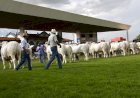 Expoinel Minas 2026 consagra Grandes Campeões no Parque Fernando Costa