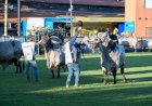ABCZ e ABCGIL unificam regulamento do Gir Leiteiro na ExpoZebu