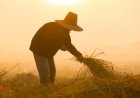 Cotações Agropecuárias