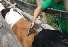 África do Sul enfrenta o pior surto de febre aftosa da história recente