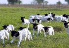 Registros de ovinos no Brasil sobem 5% em 2025, informa Arco