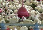 Argentina confirma gripe aviária em granja comercial e acende alerta no Brasil