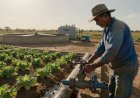 Sistema SARA transforma esgoto em água para irrigação no Semiárido