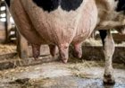 USP: pesquisa detecta alta diversidade de Streptococcus agalactiae em rebanhos leiteiros do Nordeste