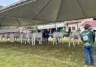 Nelore: Exponel Avaré é a primeira Exposição Ouro do ranking 2025/26