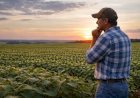 Recuperações judiciais no agro disparam e atingem recorde de 1.990 pedidos em 2025