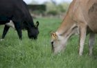 Pesquisa mostra que dieta das vacas e estágio da lactação influenciam o sabor do leite