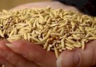 Mercado de arroz gera alerta sobre preços