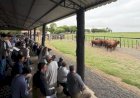 Congresso Mundial Brangus começa com visita a criatórios gaúchos