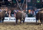 ABHB divulga programação da 20ª Exposição Nacional Hereford e Braford