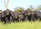 Mapa institui Grupo de Trabalho para fortalecer sustentabilidade na cadeia da carne bovina
