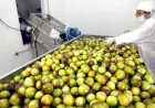 Agroindústria inicia 2026 com alta de 0,5%, puxada por alimentos e bebidas, diz FGVAgro
