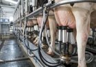 Leite: preço ao produtor sobe mais de 5% em fevereiro/26