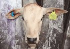 Adapec realiza primeiro curso técnico sobre rastreabilidade bovina no Tocantins