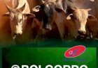 Boi gordo inicia semana com preços estáveis