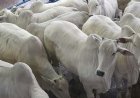 Produtores rurais acusam fazendeiro de aplicar golpe milionário na compra e venda de gado em Goiás