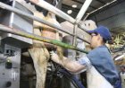 Preço ao produtor agropecuário cai quase 10% no 1º trimestre, aponta Cepea
