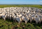 MT: campanha de atualização de estoque de rebanhos começa sexta-feira, 1º de maio