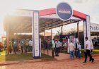 Agrotins 2026: Crescimento da pecuária no Tocantins impulsiona debate sobre mercado de reprodução bovina