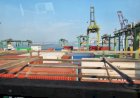 Boi: exportação de carne bovina foi recorde