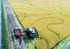 Setor do arroz avalia novos hábitos de consumo
