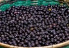 Cooperativa de açaí do Amapá fecha contrato de cinco anos com gigante chinesa