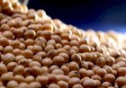 Preço da soja reage pouco e produtor segura venda