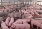 Carne suína atinge competitividade histórica frente à bovina, diz Cepea