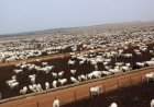 Animais terminados em sistemas intensivos somaram 11,2 milhões de cabeças em 2025, o maior volume da história